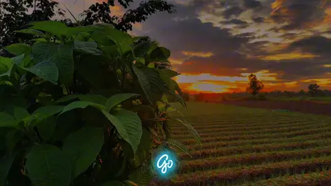 Cảm nhận sự bình yên và thư giãn đến khi hoàng hôn xuất hiện.#capcut #chill #videoviral #xuhuong #nhachaymoingay 