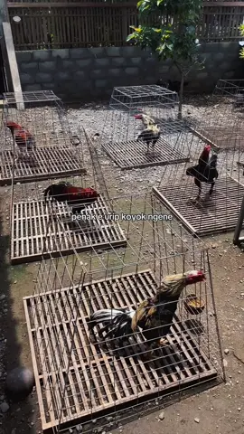 Urip garek ngenyangi ora pareng sambat. Jangan lupa ☕️#buanafarmjogja #ddroosterfarm #fyp #ayambangkok #foryoupage    