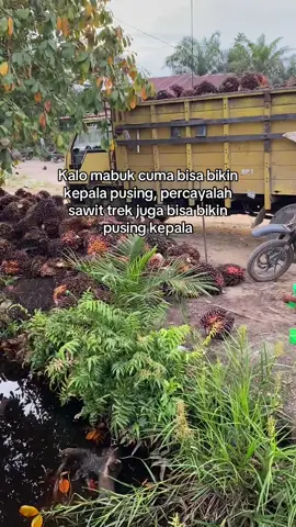 Kalo gak percaya tanyak aja sama@iam #kuliayah🌴⚡ #sawitbalap #sawitayah #fypage #fypシ #fypviralシ 