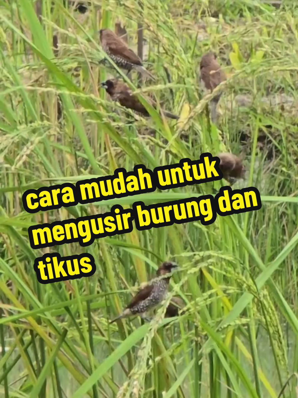 cara supaya hama tikus dan burung minggat dari sawah #petani #wibgajian #hamaburung #hamatikus #tanamanpadi 
