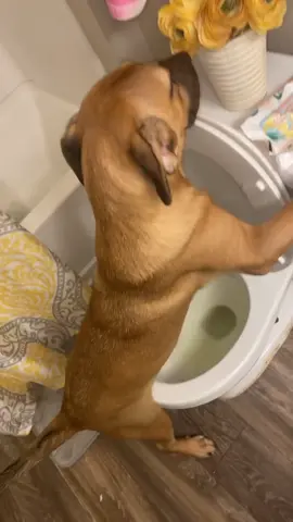 😂😂😂 dog smart #viral #fyp #explorepage #share #viralvideo 