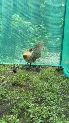 Càng dú càng phê ❤️‍🔥#xuhuong #fyp 