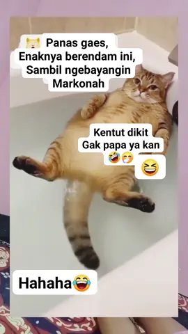 #fyp #catlover #kucinglucu #kucingoren #kucinggemoy 