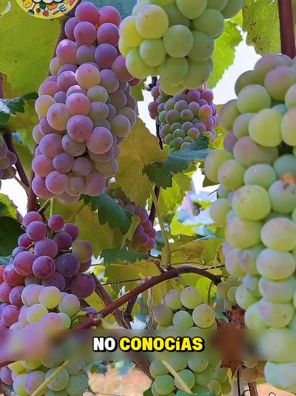 variedades de uvas #videoviral #fyp 