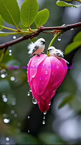 #tiktokarab #GoLIVEGrowFast #PaidPartnership ##الشعب_الصيني_ماله_حل #tiktoklongs 