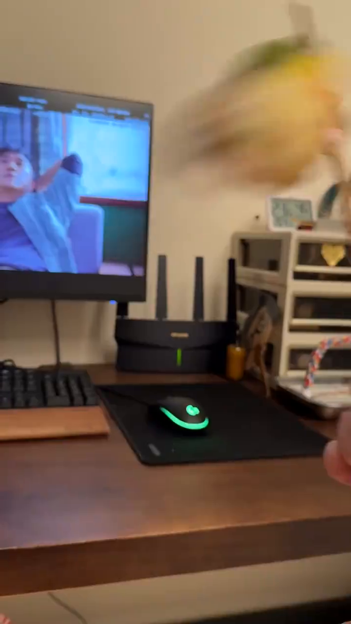 High-speed takeoff #Pet #Parrot #ParrotDaily #Hand-raisedParrot