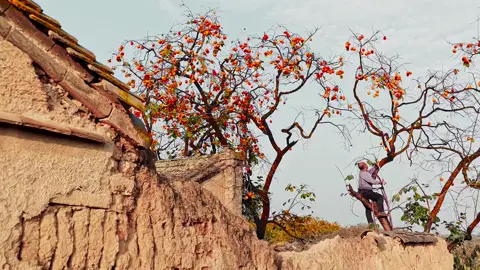 Tình yêu không phải lúc nào cũng rực rỡ, đôi khi nó chỉ là ánh sáng còn sót lại giữa hai người từng tin rằng mình sẽ không lạc mất nhau. 📍Dãy núi Tần Lĩnh, Tây An. #xoaiuc #tinhyeu #khoanhkhackhiyeu #canhdeptrunghoa #trunghoa 