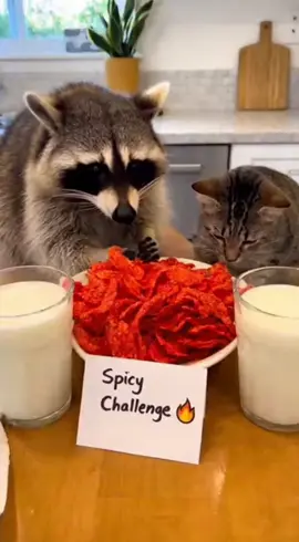 Bro instantly regretted it 😭🔥🦝🐱#RaccoonTok #CatTok #FunnyAnimals #SpicyChallenge #SoraAI 
