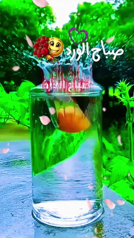 #صباح_الورد #صباحكم_أحلى_صباح #صباح_الورد_و_السعادة_لاجمل_قلوب🌹🦋 #سطوريات_،واتساب #مقاطع_صباح_الخير #تصميم_فيديوهات🎶🎤🎬 #اكسبلورexplore #متابعه_ولايك_واكسبلور_فضلا_ليس_امر #شعب_الصيني_ماله_حل😂😂 