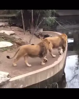 #chilehumor #humor #chile #animales #animalitos #tiktokchile 