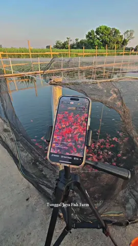 #petanimuda #goldfish_tuongvy🐠 #tunggaljayafishfarm #petaniikantulungagung #petanimuda 