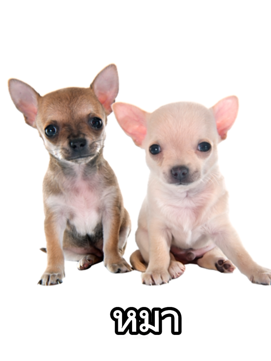 ก๋วยเตี๋ยวฝรั่ง เพลง ปิโตรเลียม GUNTRUM RANGER  #fyp #edit #ฟีดดดシ #โหด #กินหมา 