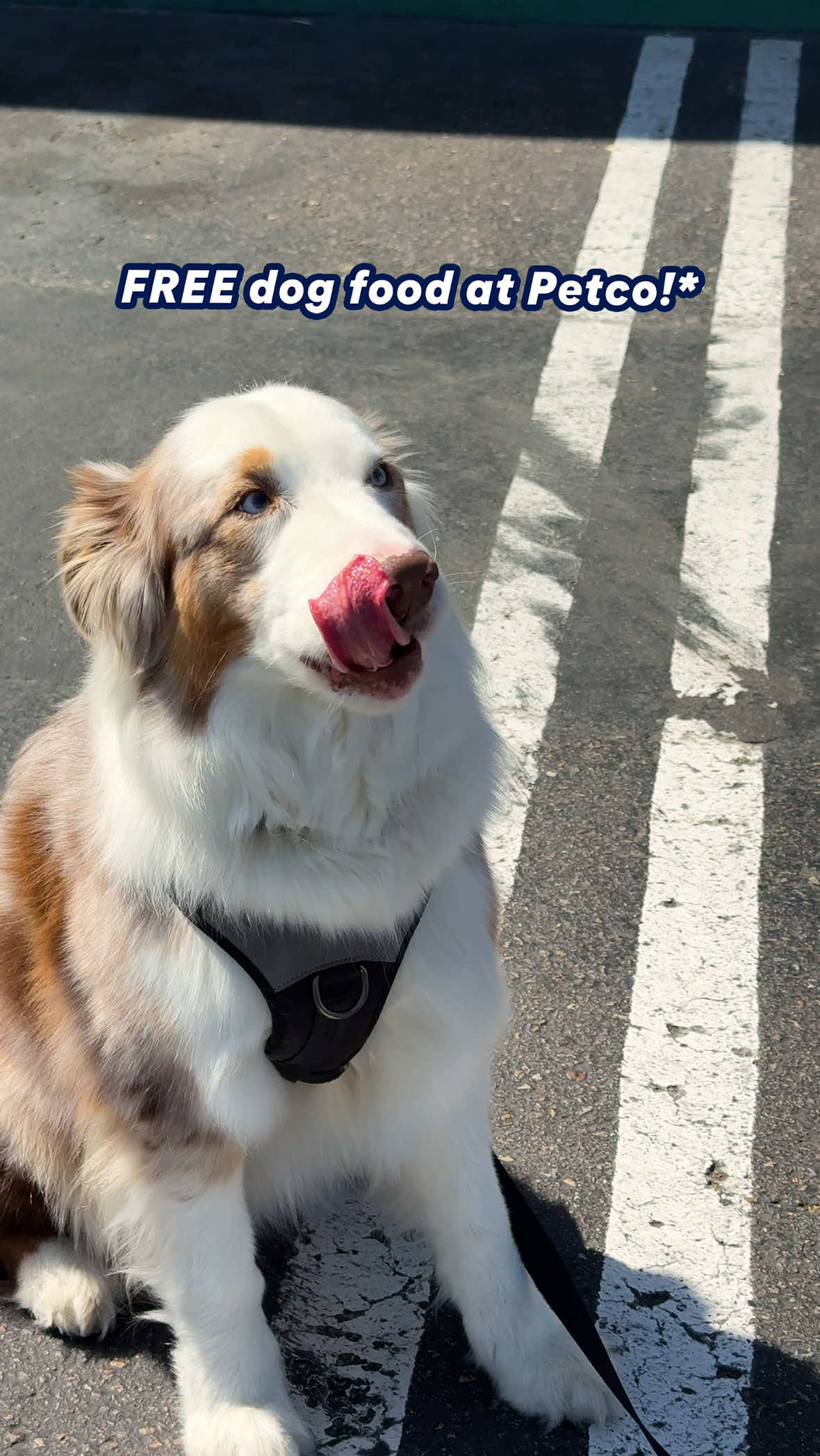 Bison. Venison. Lamb. Go feast mode this holiday with over 40 options—for FREE. *Offer valid from 11/2-11/29/25. Select brands apply. Proof of The Farmer’s Dog purchase required to redeem. See site for details