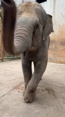 This kick has quite a powerful impact and can directly burst juice#Elephant 