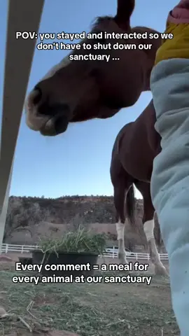 POV: You stayed so thati can afford to pay unpaid food bills for our animals at the sanctuary. #HorseStory #HorseShelter #HorsePlus #EndBigLick #JusticeForTWH #DynamicDuo #ADOPTED #Endanimalabues #horserescuers 