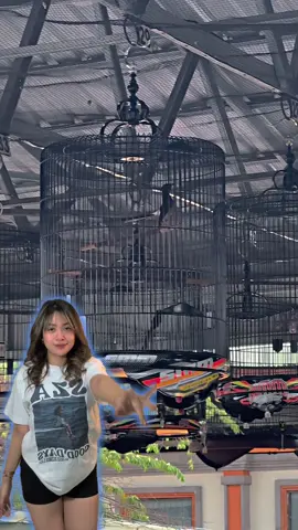 Belum bisa move on ☺️ #fyp #muraibatuindonesia #kicaumaniaindonesia #kicaumania #fyppppppppppppppppppppppp 