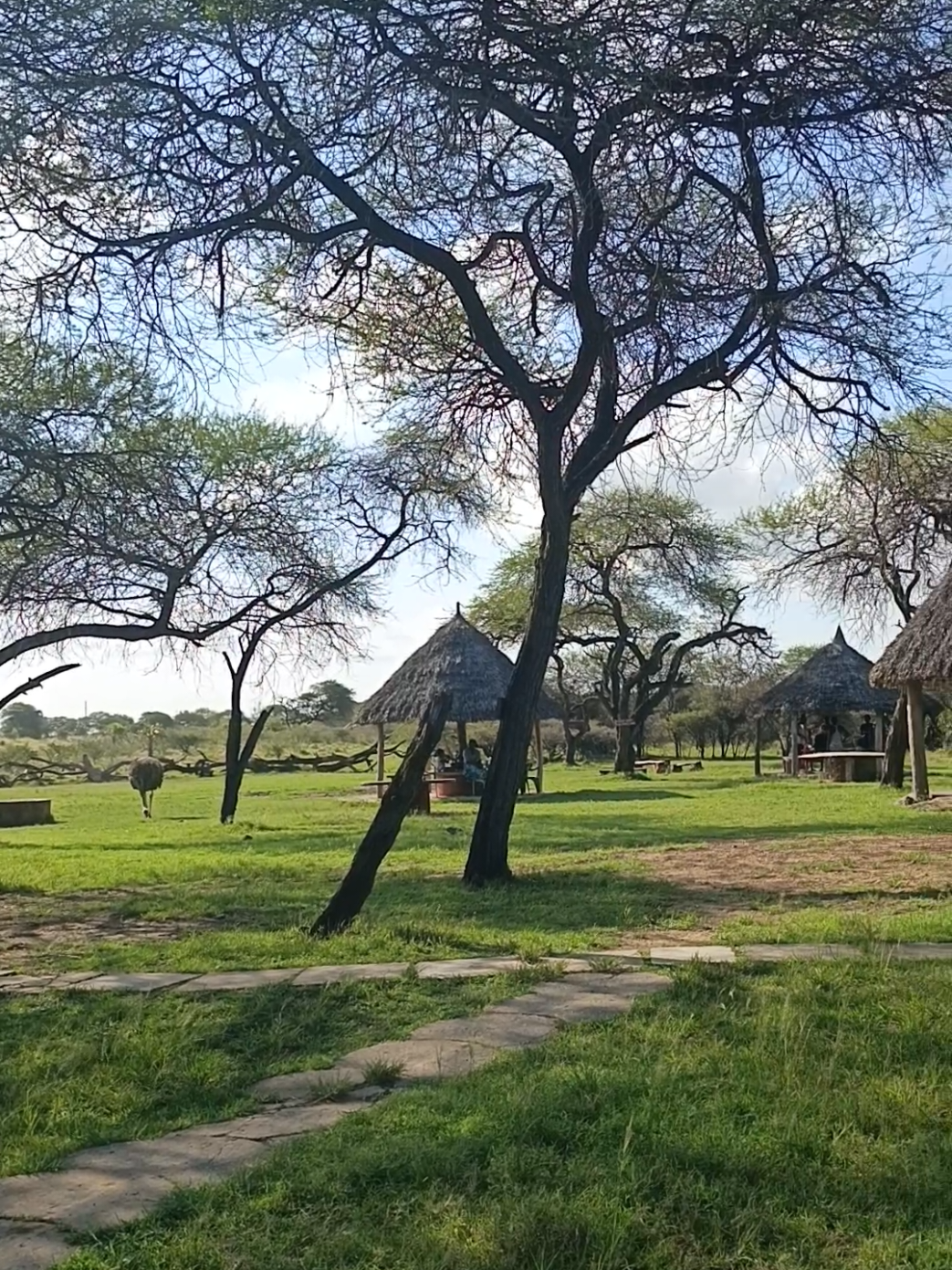 Highlights of Nguuni nature sanctuary. It's located in Mombasa, Bamburi. Very nice place for tours and picnic. #fyp #viral #nguunisanctuary #mombasatiktokers #firstclass 