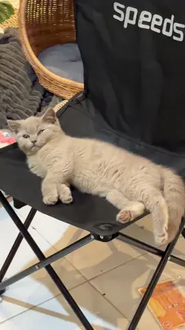 Lumi ngantuk bgt🤣 #britishshorthair #britishshorhairbalikpapan #kucing #bsh #kucingbalikpapan 