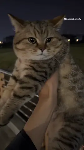 #fyp #cat #tiktok #catsoftiktok #petkit 