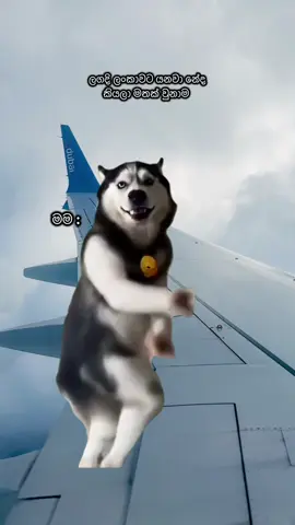 හරි ලස්සනයි verry good ✈️😁 #MemeCut #huskydance #foryou #foryoupage #trending  @ishu madushani 🇱🇰🇰🇷(이슈) @__💫✨”TaruXo”✨💫__