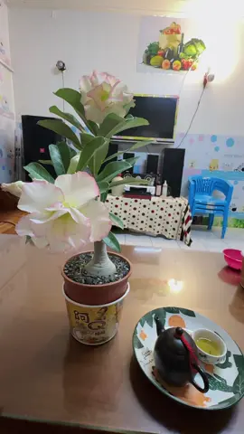 Đầu tuần bớt chút thời gian công việc uống trà ngắm hoa 