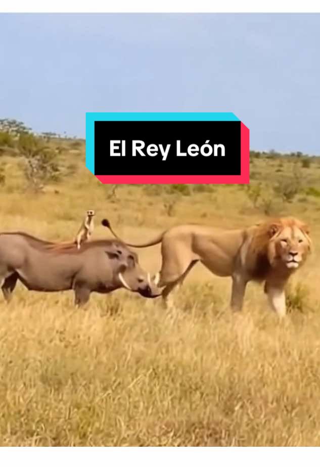 Le pasó a unos turistas de Pachuca en marzo del 2024, fueron por trabajo pero literalmente encontraron hakuna matata. 🦁🐗🦦 #reyleon #lionking #hakunamatata #wildlife #timonypumba 