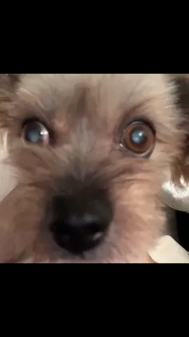 hey guys this is mocha