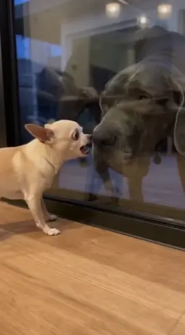 Puppy afraid of big dog? #foryou #adorable #cute #funny #dog 