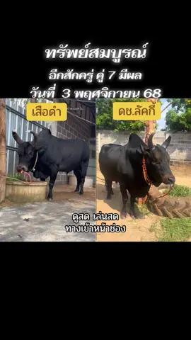 #วัวชนสด #วัวชนคนสวย #วัวชนคนสู้🐂 #วัวชนภาคใต้ #วัวชนสงขลา 
