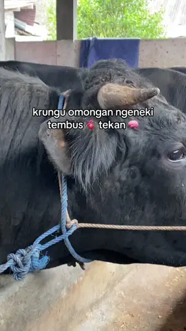 #peternaksapiindonesia #storypeternaksapi #peternakmuda #foryou #fypシ 