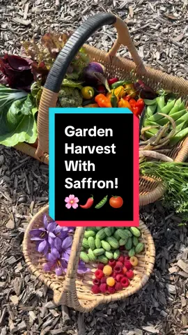 This #harvest includes SAFFRON, hot peppers, Cucamelons, raspberries, tomatoes, bush beans, snap peas, a carrot, pak choi, and lettuce from my #backyardgarden I love being able to grow the most expensive spice in the world! Warm weather crops are still growing so I am still harvesting. And I was able to get a carrot too. #growyourownfood #harvesttime 