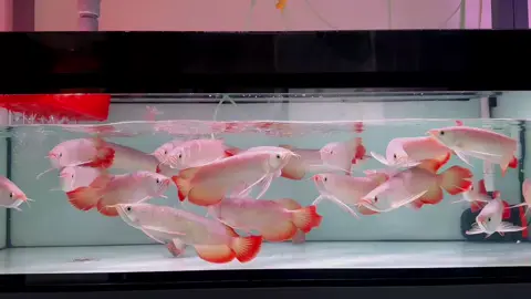 Zép lào ở Tiểu Sử nha ae...Cần gì ib e 😋 #caronghuyetlong  #cacanh 