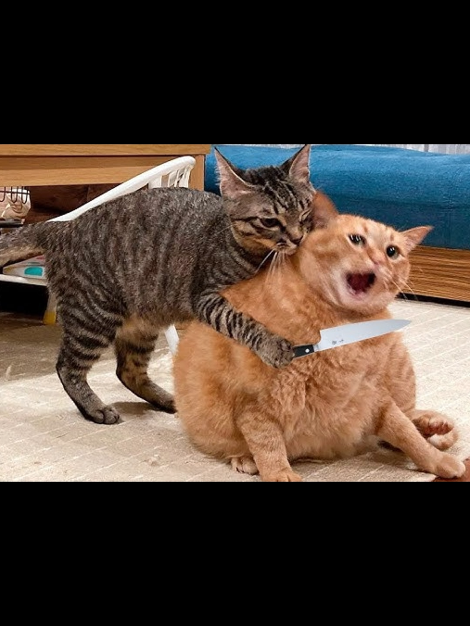 Abraham and Isaac#bible #catsoftiktok #christianmemes
