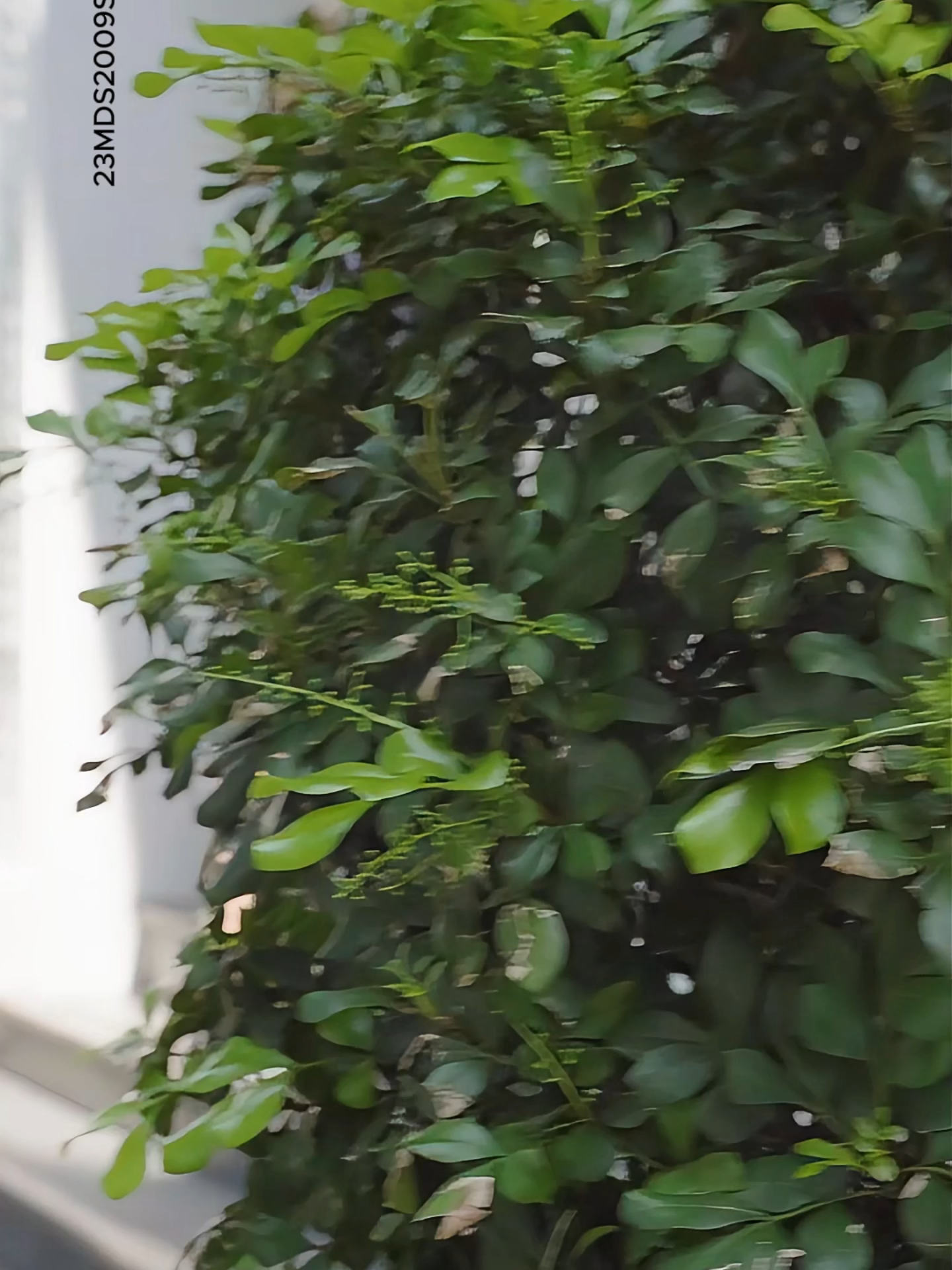 Sang trọng, quyến rũ và thanh lịch tất cả được gói trọn trong thiết kế mang sắc thái trung tính giữa ngày se lạnh. Từng đường nét đều được xử lý tinh xảo, tôn lên vẻ đẹp đầy mê hoặc của nàng.✨ #cchat #thoitrangnu #tiktokvideo #quanshort #blazer