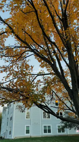 #CapCut ultimamnete Dios me ha demostrado tanto amor & misericordia que no puedo explicar 🧡 #elsalvador🇸🇻 #usa🇺🇸 #fyp #viral  iG alwillia__