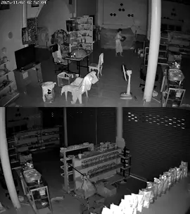 ช้างป่าละอู  บุกเข้าร้านค้า  #ช้างไทย #ช้างป่าละอู 