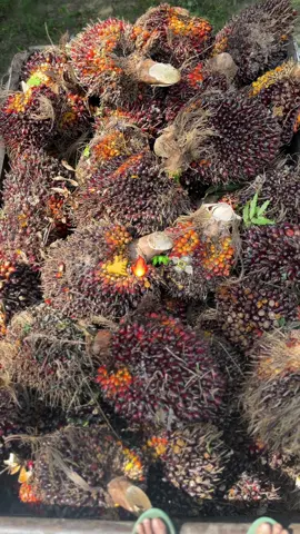 #sawitstory #sawittiktok🌴 #sawit🌴 #fyp #foryou 