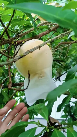 mlem... #traicay #fyp 