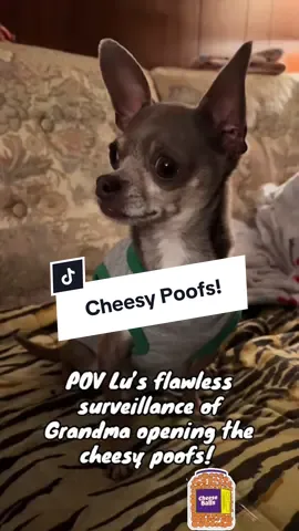 #chihuahua #dog #fyp 