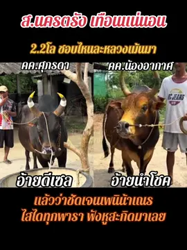 พร้อมประกวดแล้ว ฝากเอฟซีเป็นกำลังใจให้ทั้งคู่ด้วยนะคะ #วัวชน #ลังสาดมาแล้วแก้วกลางดง_นําโชค281 #โหนดงามเพชรปตท_ดีเซล❤️💯 #ค่ายโคศุภรดา #แก้วกลางดง 