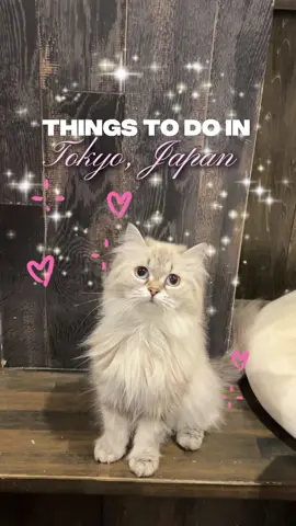 Things to do in Japan, things to do in Tokyo.. walk outside and find a random cat cafe 🥰 #japantravel  #tokyotravel  #traveltok   #tokyojapan #vacationinspo 