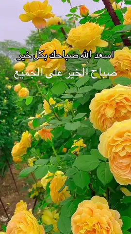 #مقاطع_دينيه_قصيره🌹  #استغفر_الله_واتوب_اليه❤️ 