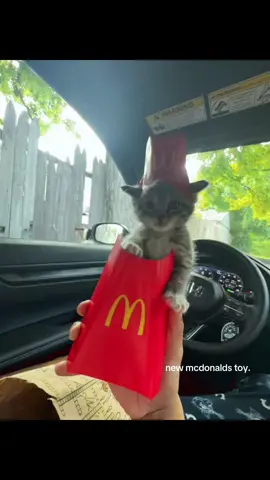 #cat #catsoftiktok #cats 