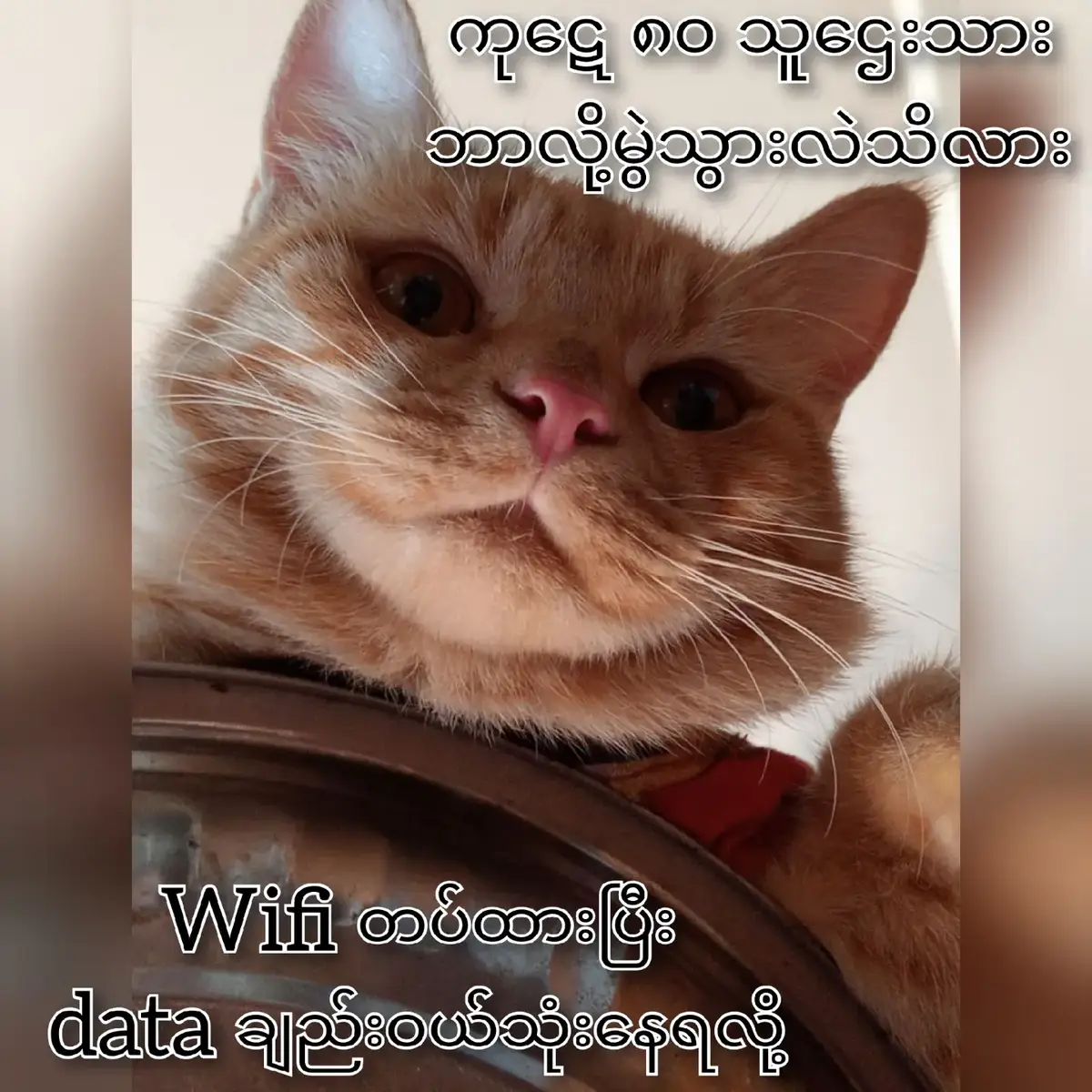 မြန်မာပြည်က သူဌေးသား 😁 crd #DuBudailybook  #လုံးပုအမွှေစိန်dubu 