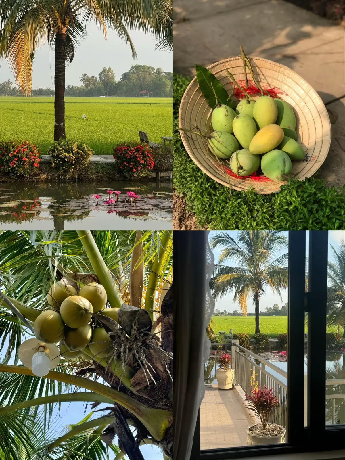 Các bạn có thích ở quê hông zạ...🏡📸☺️