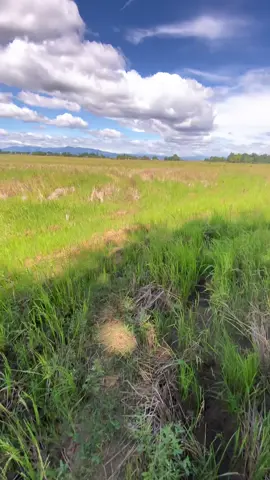 alone #vibes #trending #nature #igstory 