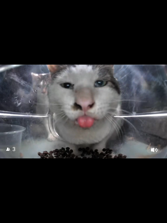 😛😝😜🤪 @Purrrr_Creator @purrrr_sea #cats #Purrrr #fyp #straycat #catsoftiktok 