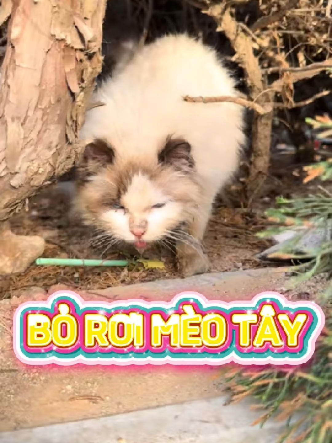 Bé mèo Tây bỏ rơi bệnh tật #giaicuumeo #meohoang #cuutromeo #chomeo #fyppppppppppppppppppppppp #trending