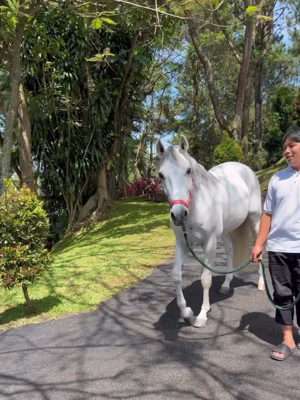 Kuda Putih Milik Bapak Presiden Prabowo Subianto di Hambalang. #prabowo #hambalang 