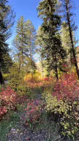 Don’t get trapped in the noise 😊 #fall #change #doitbold #nature #fyp 